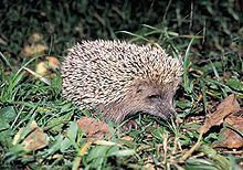 Amur hedgehog httpsuploadwikimediaorgwikipediacommonsthu