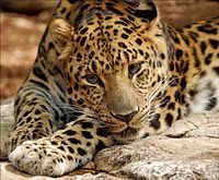 Amur leopard Amur leopard Wikipedia