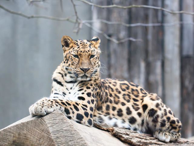 Amur leopard assetsworldwildlifeorgphotos878imagesherosm