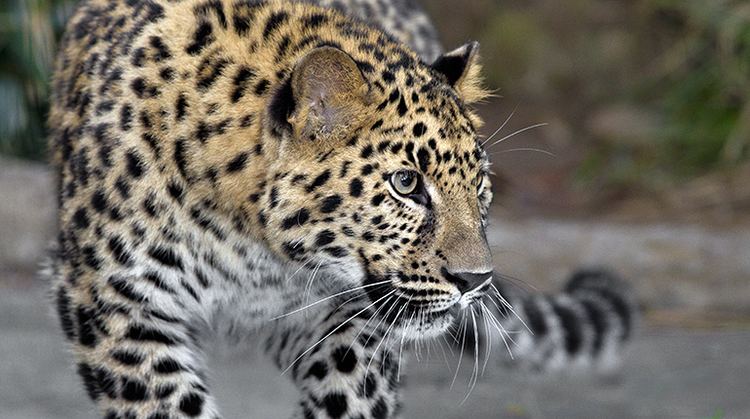 Amur leopard Amur Leopard San Diego Zoo