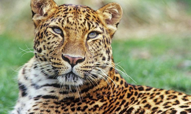 Amur leopard How fast are Amur leopards And 9 other Amur leopard facts Stories