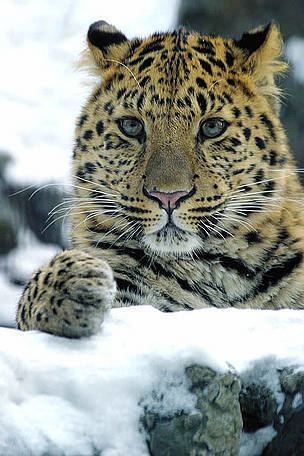 Amur leopard Amur leopard WWF