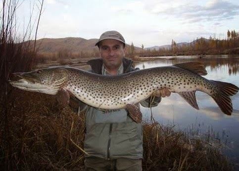 Amur pike Big Fishes of the World PIKE AMUR Esox reicherti