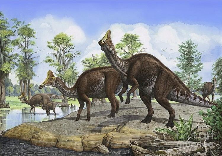 Amurosaurus imagesdinosaurpicturesorgamurosaurusriabinini