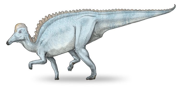 Amurosaurus FileAmurosaurusv3jpg Wikimedia Commons