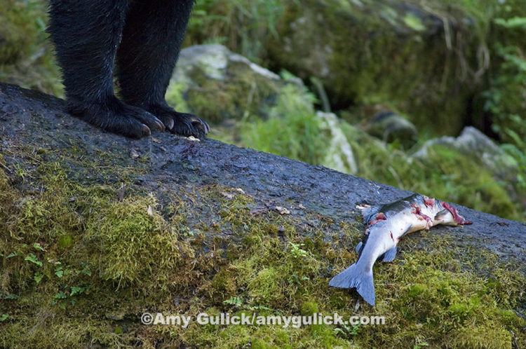 Amy Gulick WILDSpeak 2016 Amy Gulick Author Of Salmon In The Trees