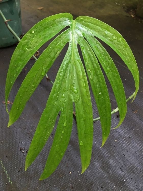 Amydrium Amydrium zippelianum