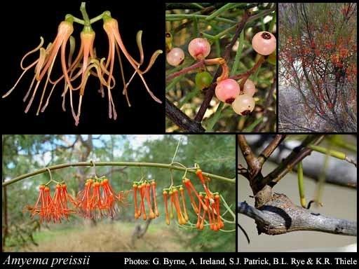 Amyema Amyema preissii Miq Tiegh FloraBase Flora of Western Australia