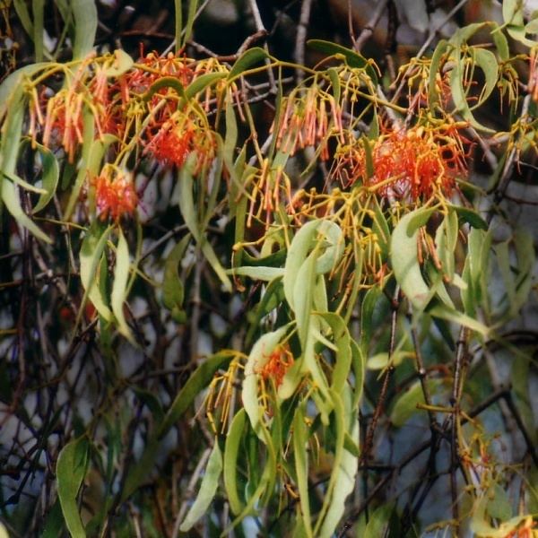 Amyema Amyema miquelii Noosa39s Native Plants