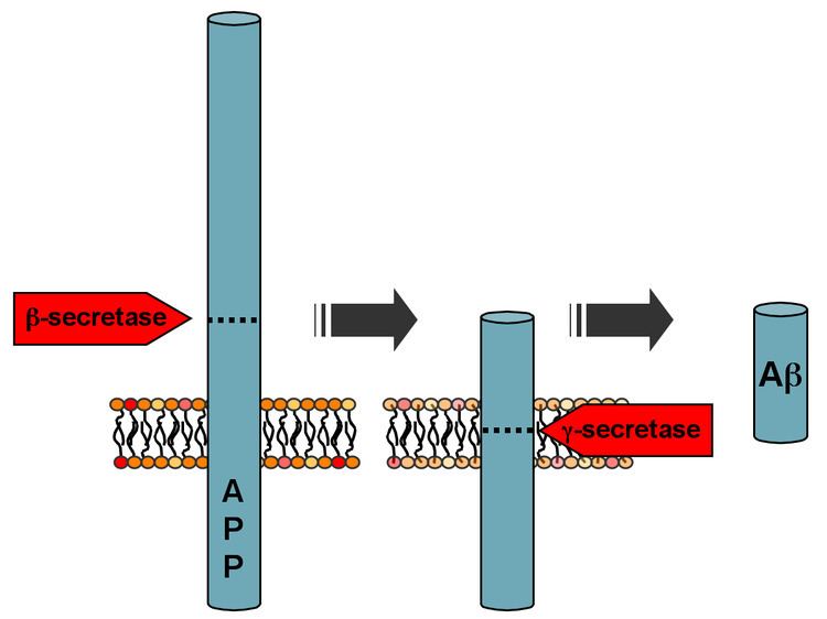 Amyloid precursor protein secretase