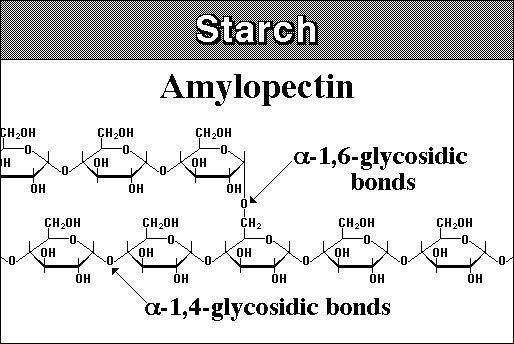 Amylopectin amylopectin biochemist01
