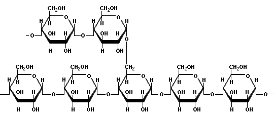 Amylopectin FoodInfonet Carbohydrates gt Starch