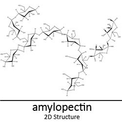 Amylopectin LABTOP CSMATE COLORADO STATE UNIVERSITY