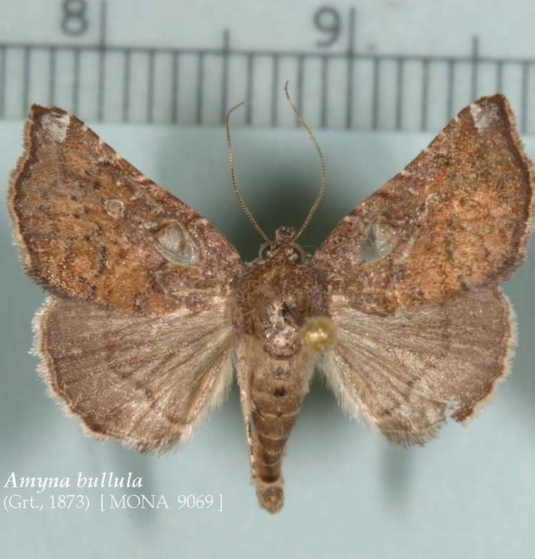 Amyna nitrobiosciarizonaeduzeebbutterfliesfigsmot
