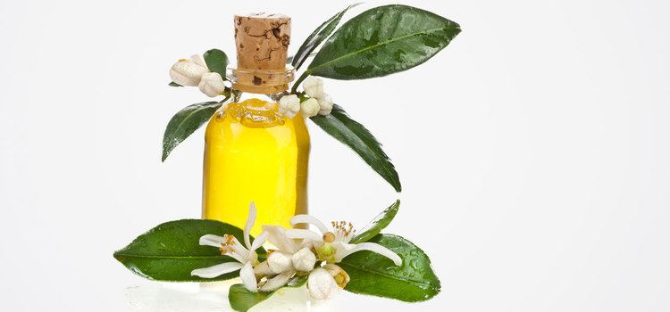 Amyris 10 Amazing Benefits Of Amyris Essential Oil