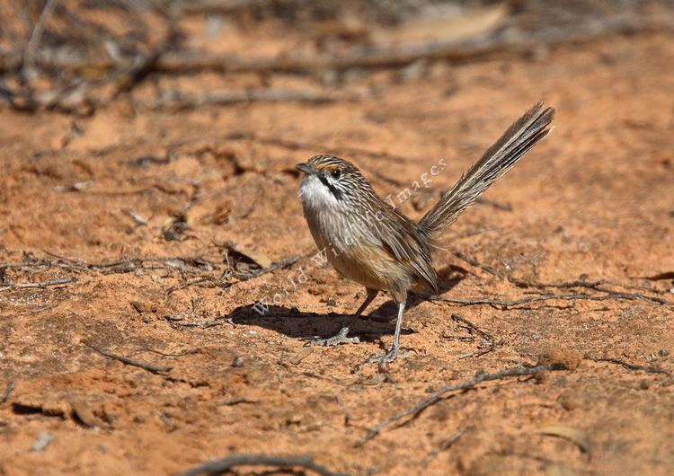 Amytornis Amytornis striatus striatus Striated Grasswren6526 c Andy and
