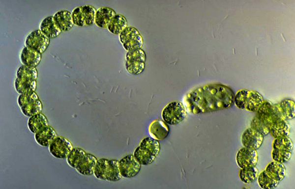 Anabaena flos-aquae