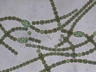 Anabaena circinalis Anabaena circinalis