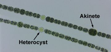 Anabaena flos-aquae