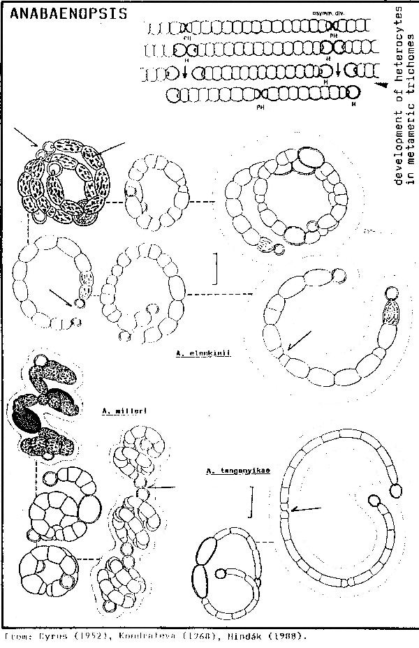 Anabaenopsis Anabaenopsis CyanoDBcz A database of cyanobacterial genera