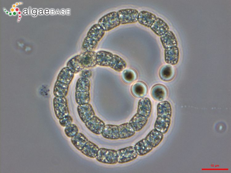 Anabaenopsis imgalgaebaseorgimages5B7BE95A076ca29F86sHJ2C3C