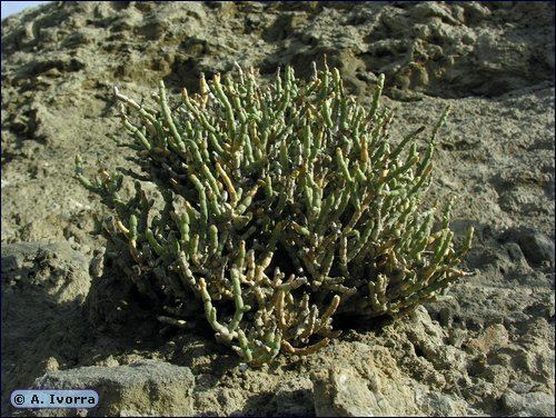 Anabasis articulata Anabasis articulata