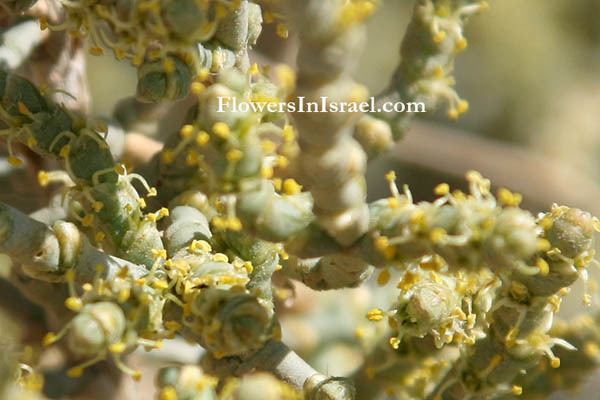 Anabasis (plant) Anabasis articulata
