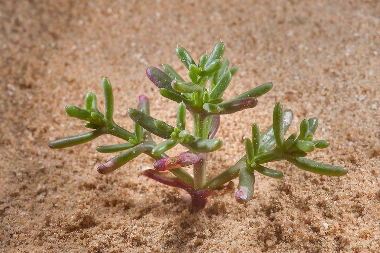 Anabasis (plant) Anabasis setifera Flora of Qatar