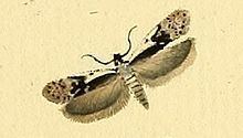 Anacampsis blattariella httpsuploadwikimediaorgwikipediacommonsthu