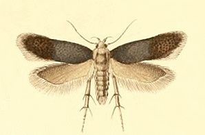 Anacampsis trifoliella