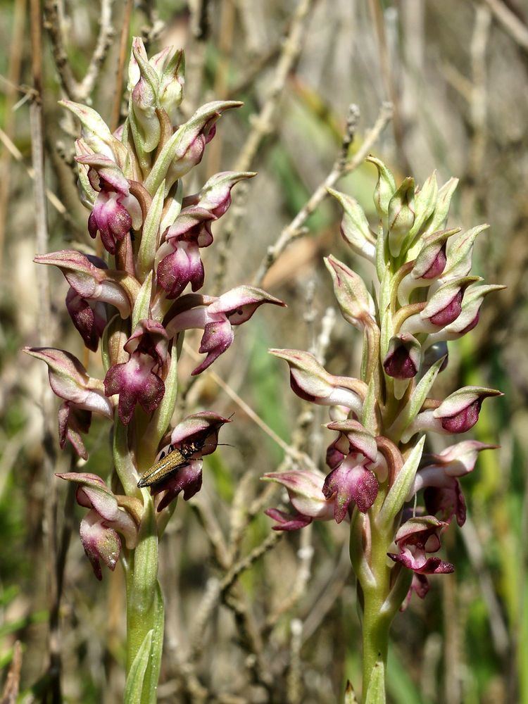 Anacamptis coriophora FileAnacamptis coriophora Mallorca 029jpg Wikimedia Commons