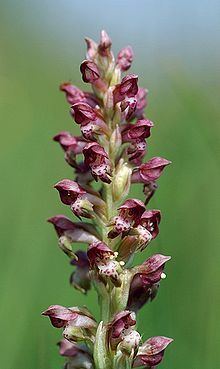 Anacamptis coriophora httpsuploadwikimediaorgwikipediacommonsthu