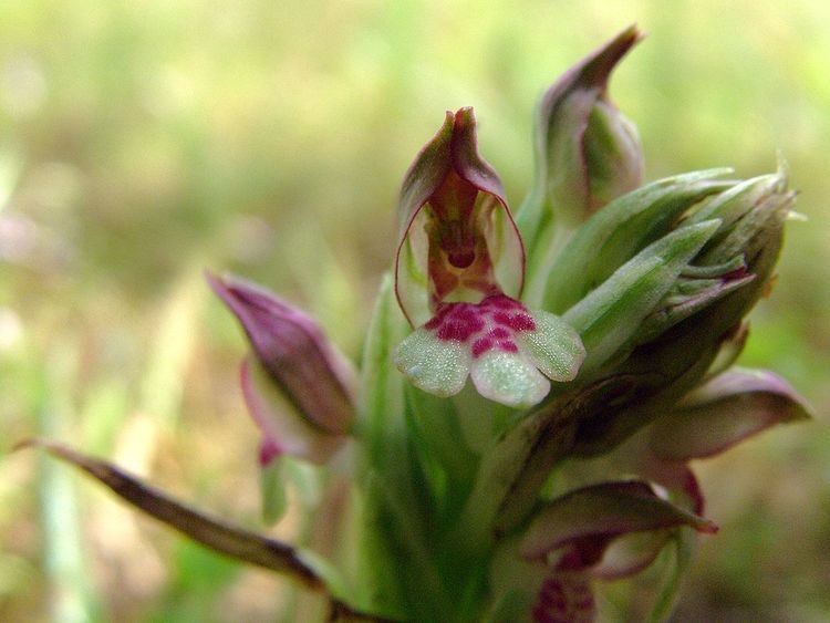 Anacamptis coriophora FileAnacamptis coriophora Mallorca 04jpg Wikimedia Commons