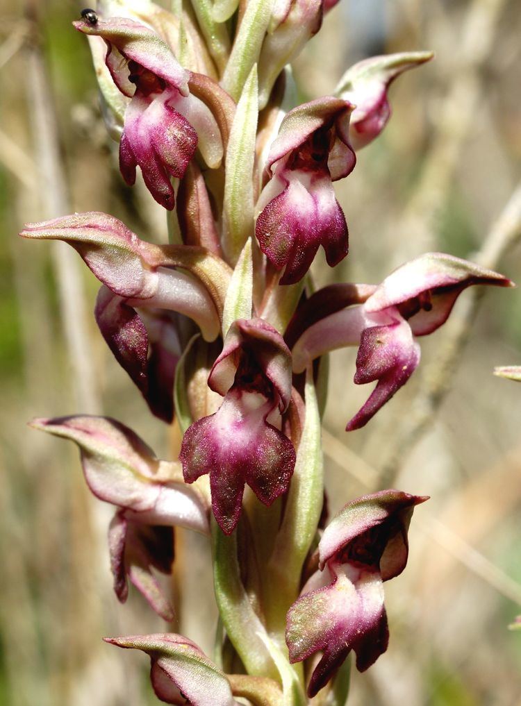 Anacamptis coriophora FileAnacamptis coriophora Mallorca 033jpg Wikimedia Commons