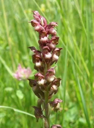 Anacamptis coriophora Anacamptis coriophora Bug Orchid habitat and identification