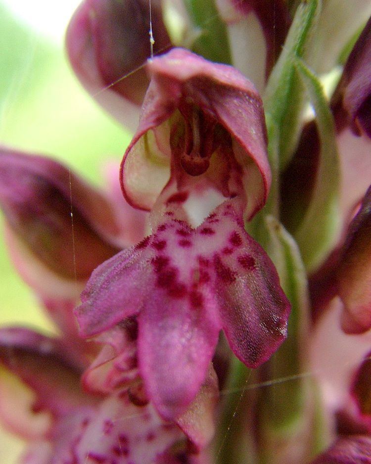 Anacamptis coriophora FileAnacamptis coriophora Mallorca 03jpg Wikimedia Commons