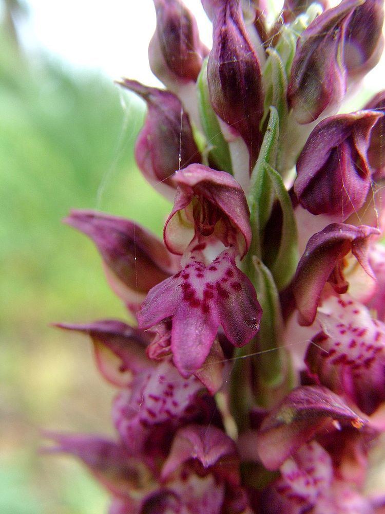 Anacamptis coriophora FileAnacamptis coriophora Mallorca 02jpg Wikimedia Commons