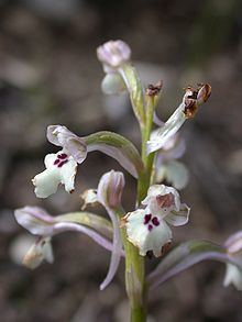 Anacamptis israelitica httpsuploadwikimediaorgwikipediacommonsthu