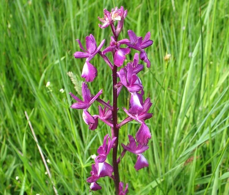 Anacamptis laxiflora Index of fleurs4