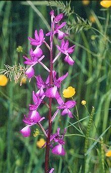 Anacamptis laxiflora httpsuploadwikimediaorgwikipediacommonsthu