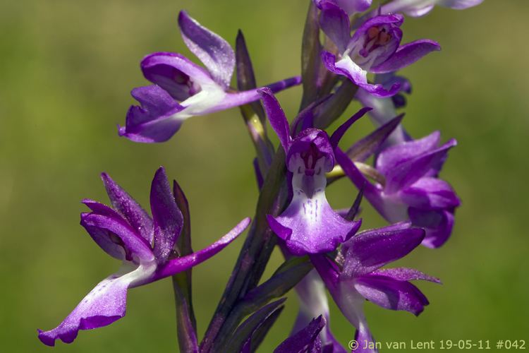 Anacamptis palustris 25 O palustris O elegans amp O laxiflora in the Larisosreeds