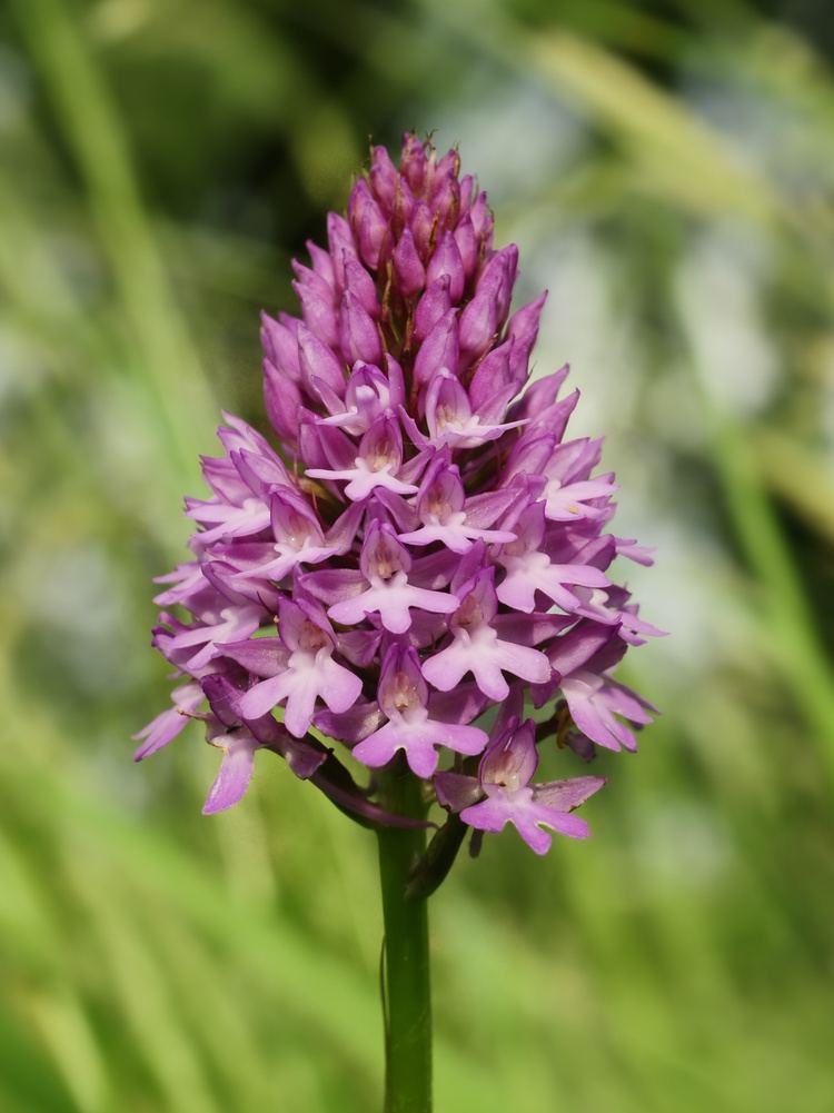 Anacamptis pyramidalis FileAnacamptis pyramidalis flower headjpg Wikimedia Commons