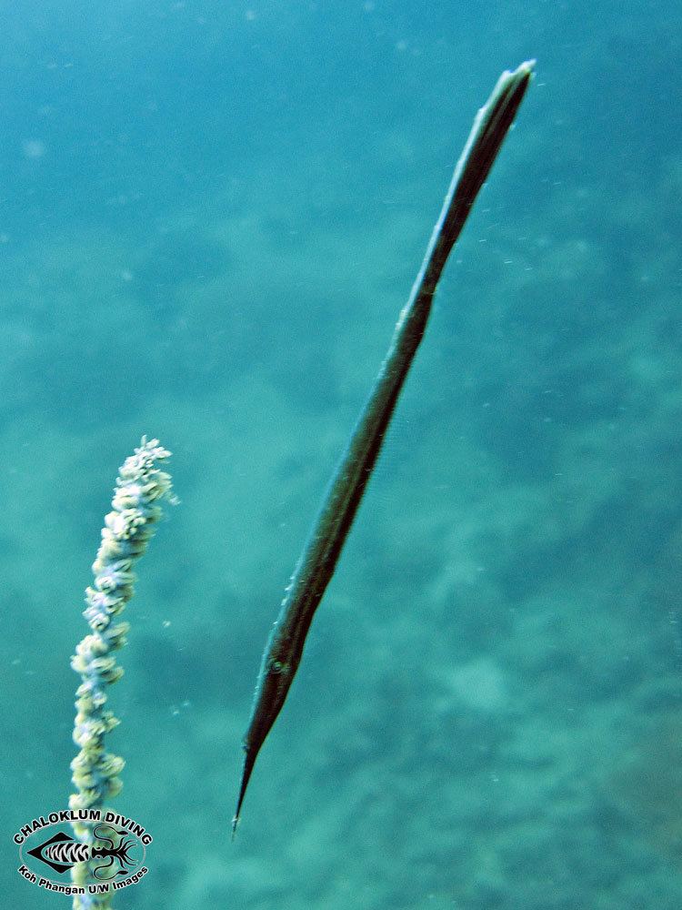 Anacanthus barbatus Bearded Filefish Anacanthus barbatus Chaloklum Diving Koh