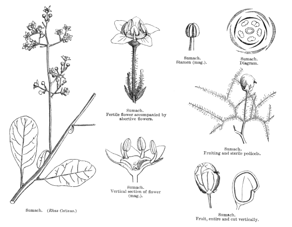 Anacardiaceae Angiosperm families Anacardiaceae Lindl