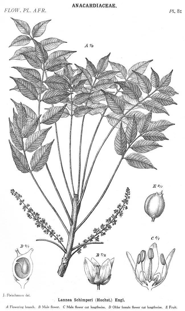 Anacardiaceae Angiosperm families Anacardiaceae Lindl