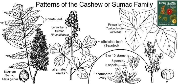 Anacardiaceae Anacardiaceae Cashew or Sumac Family Identify plants flowers
