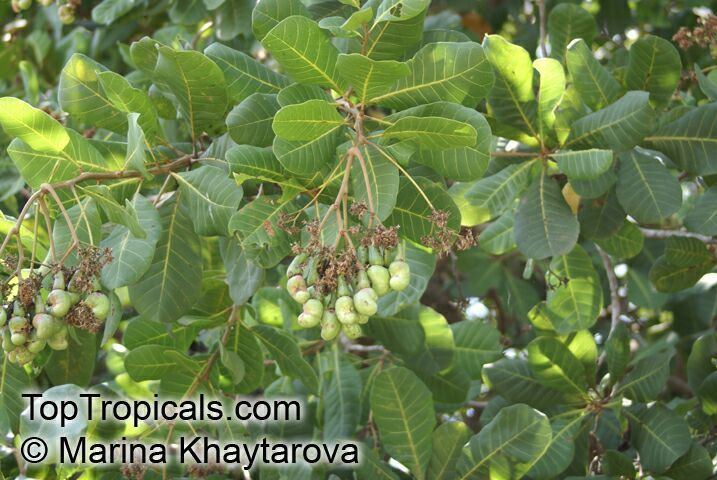 Anacardium Anacardium occidentale Cashew Nut Cashew Apple Caju