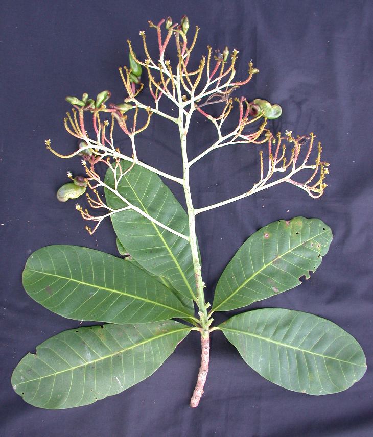 Anacardium excelsum Panama watershed tree atlas