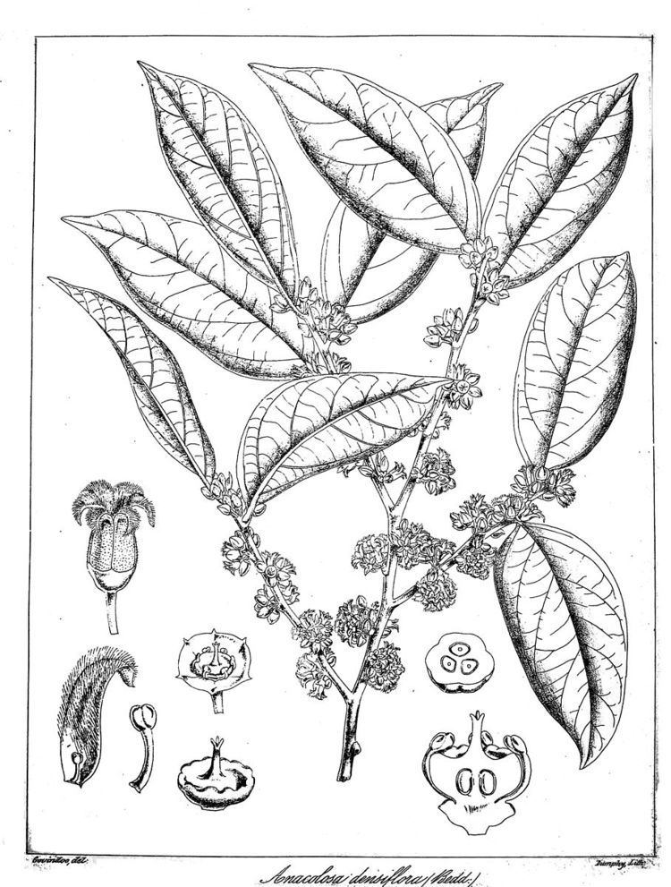 Anacolosa densiflora