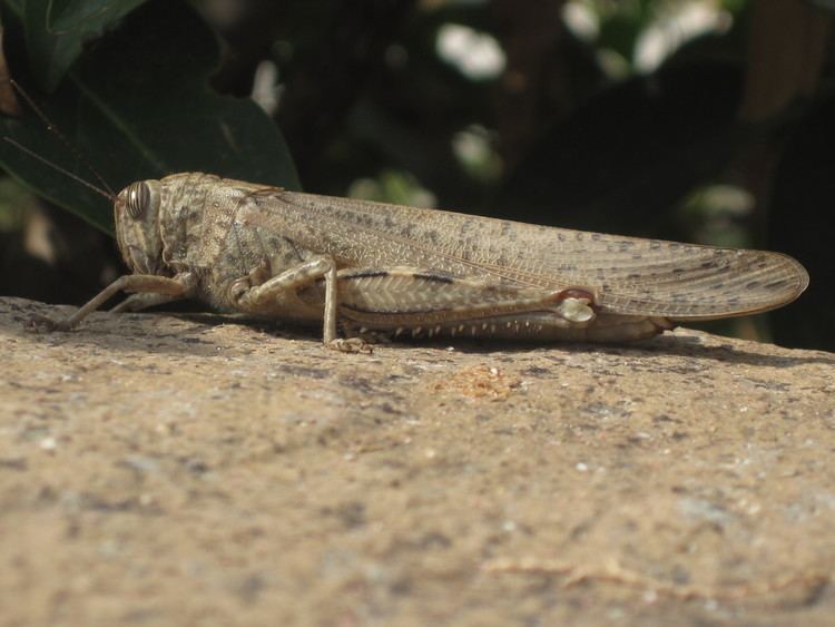 Anacridium aegyptium FileAnacridium aegyptium Egyptian Locust Skala Kalloni Lesbos